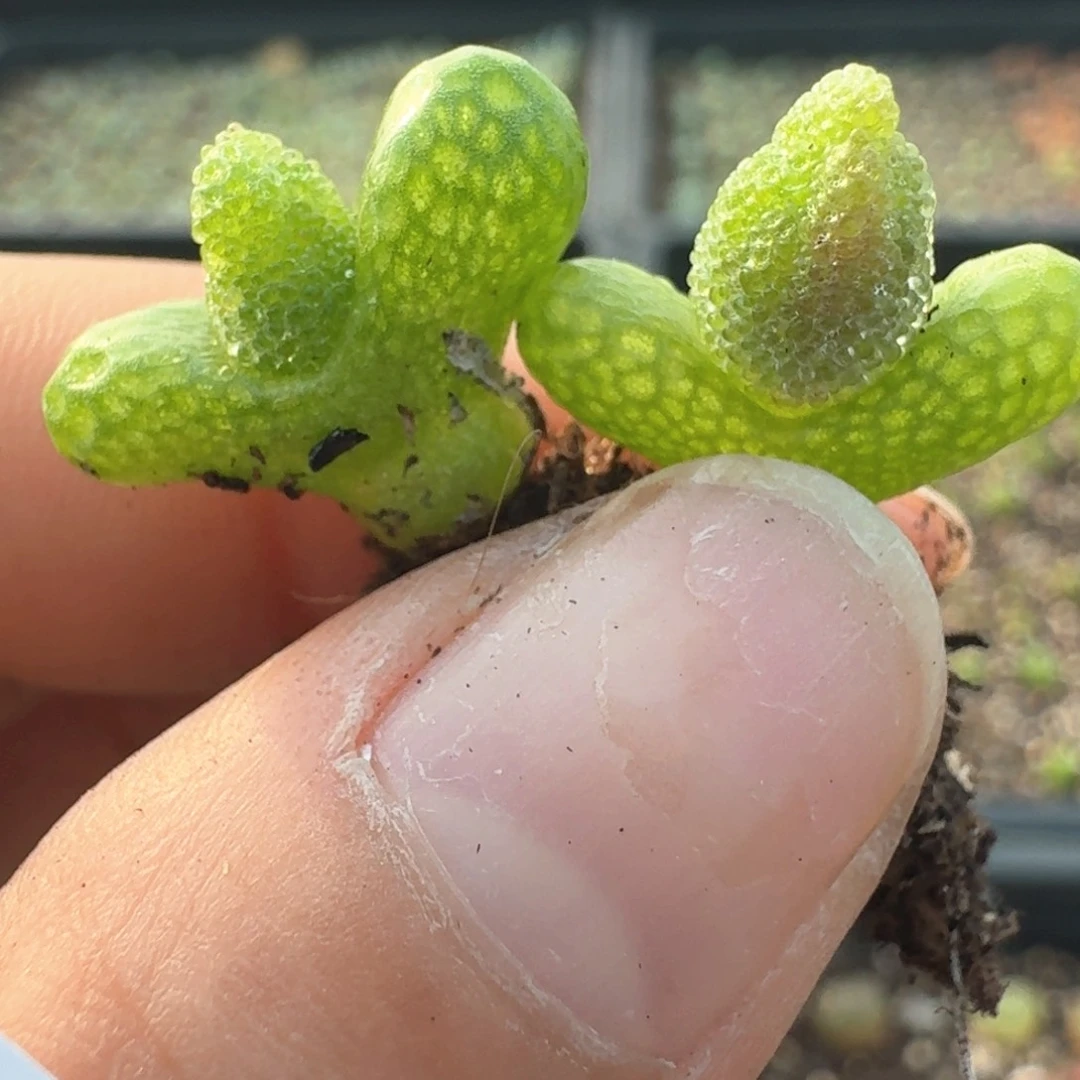 297两颗妖奇玉00000000