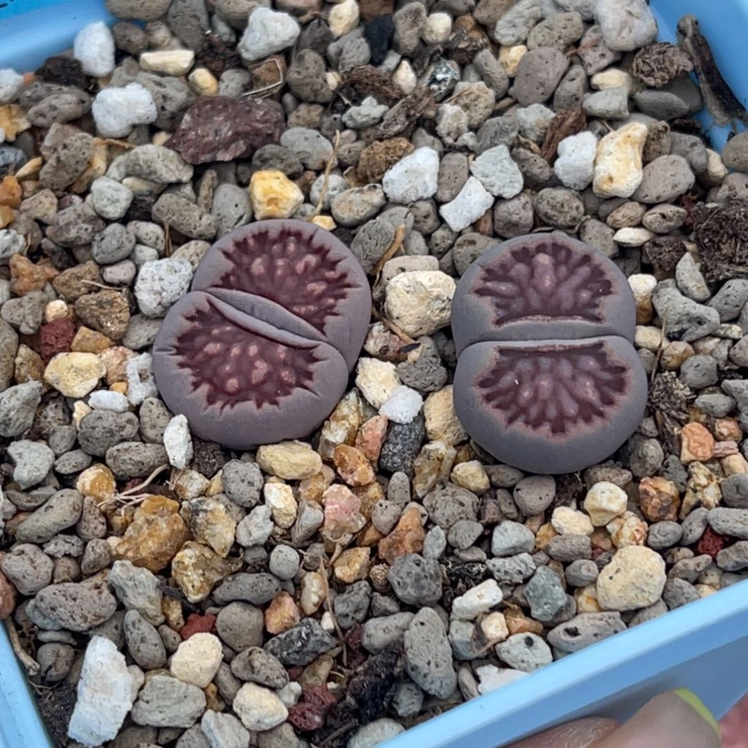 7716紫菊两颗。