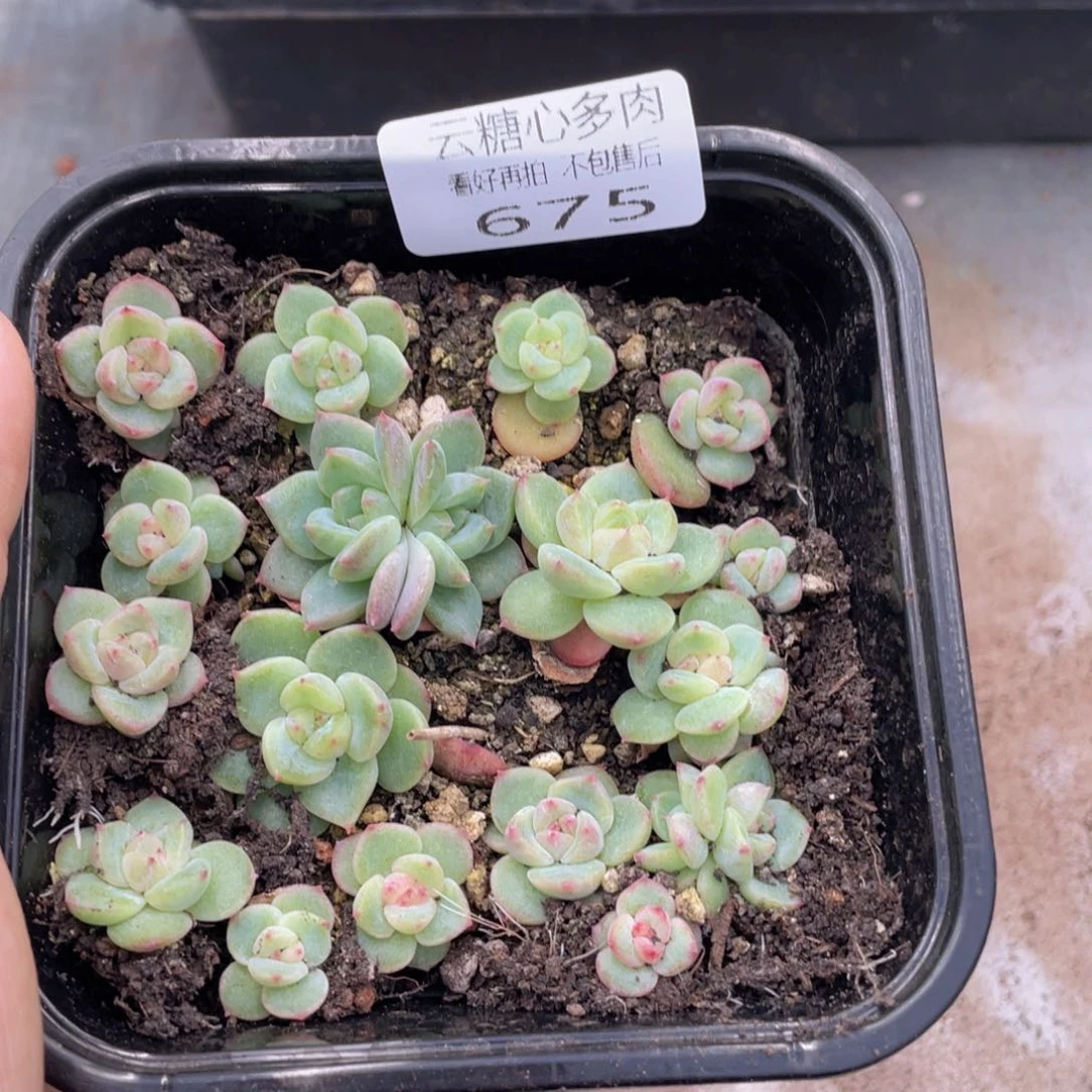 云糖心多肉植物675