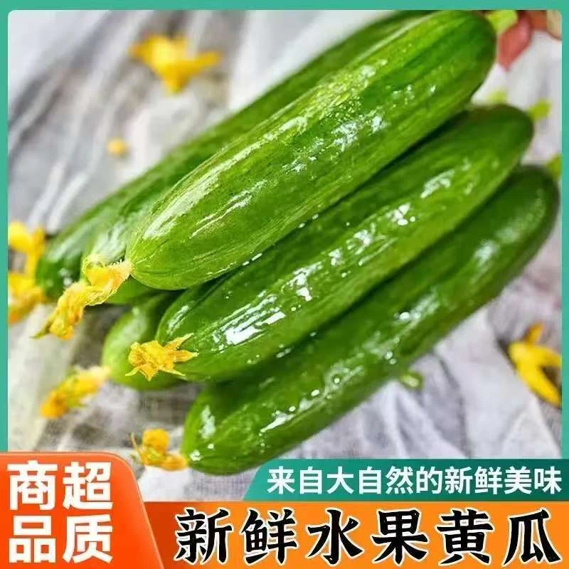 新鲜水果小黄瓜现摘即食脆嫩无刺可生吃的蔬菜