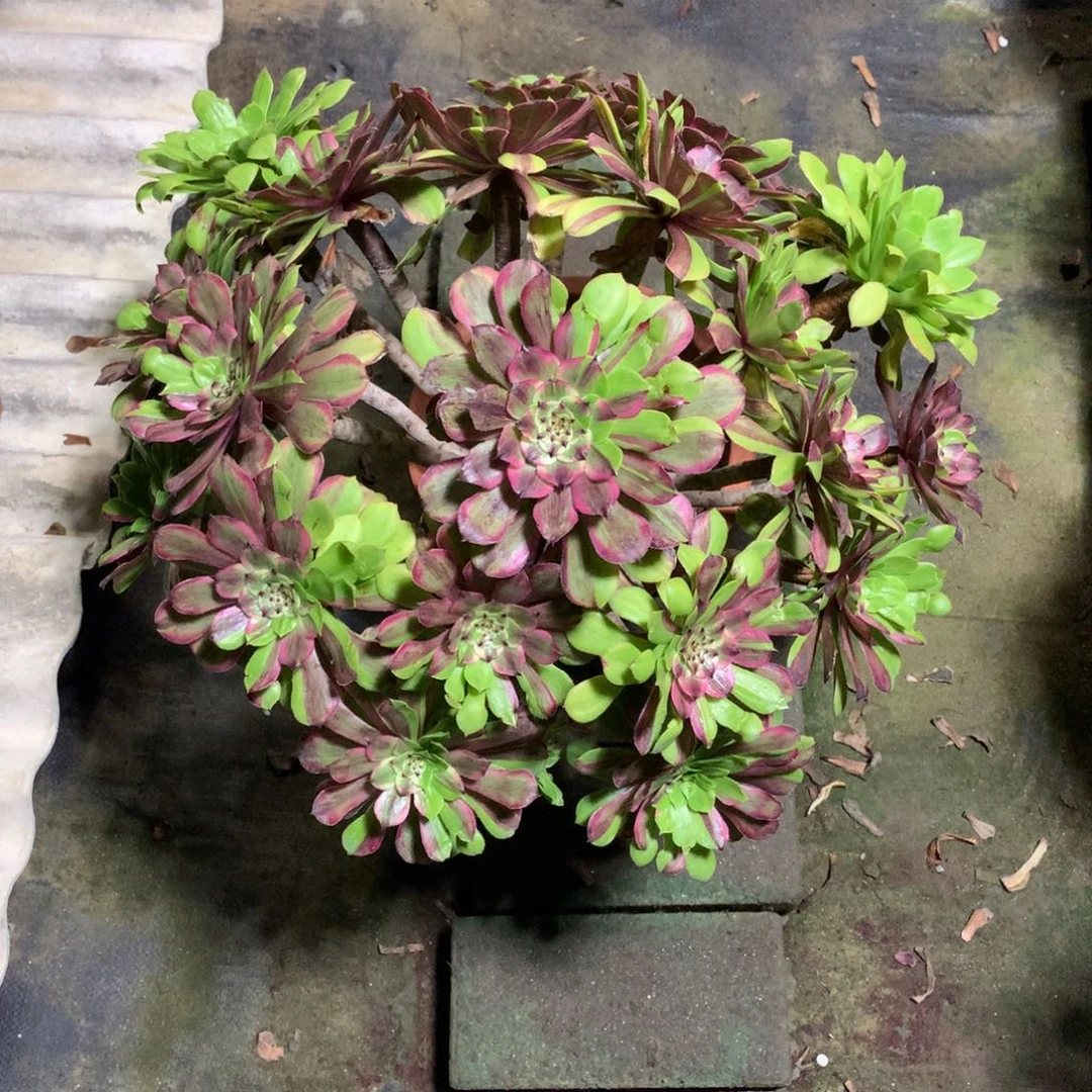 花脸粉黛，多肉植物