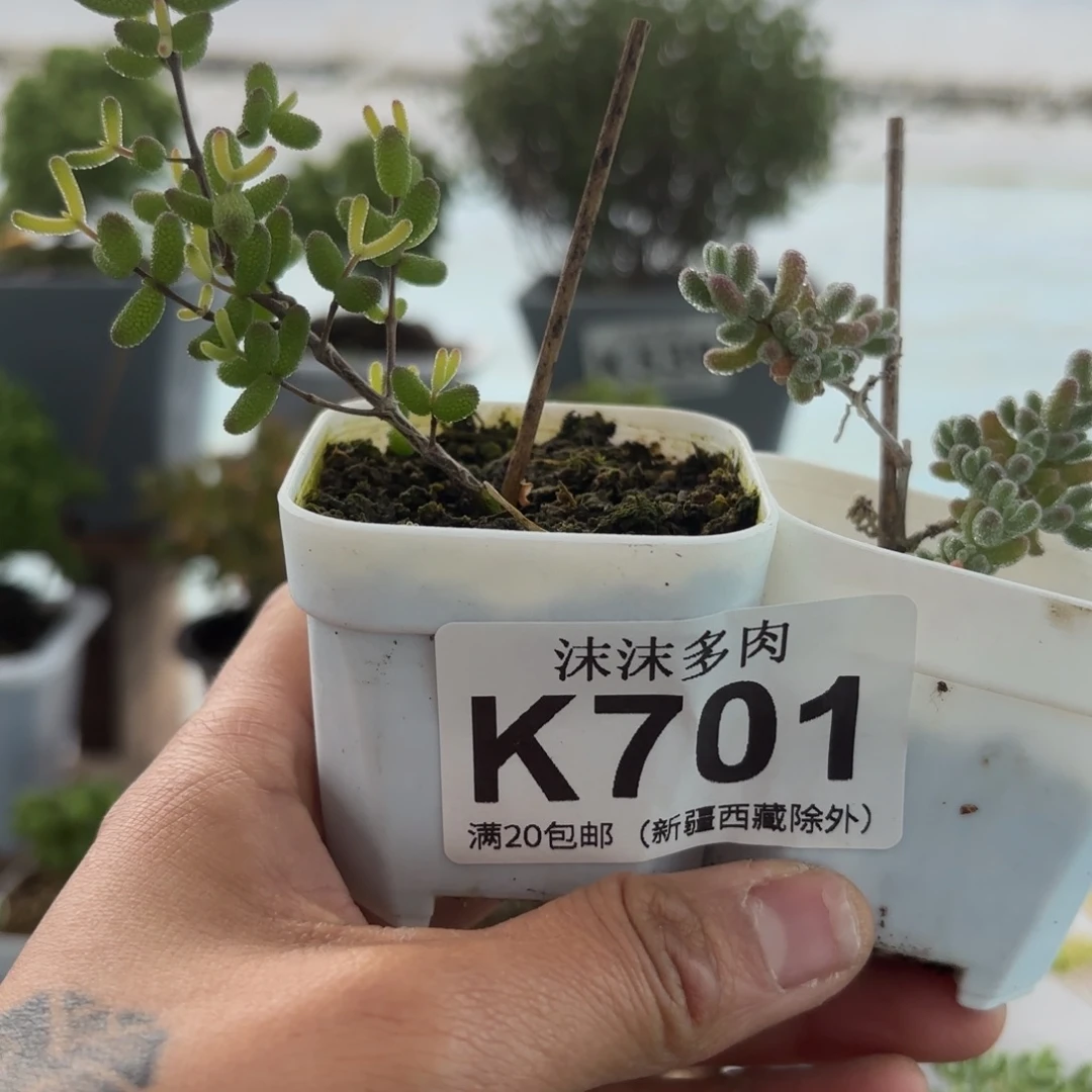 701粉锦和冰钻组合