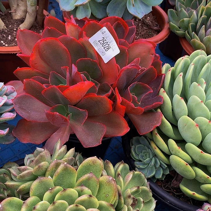 三***妖红酒杯25028多肉多肉