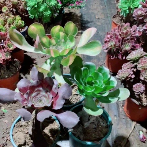 善***意三颗多肉植物法师100号