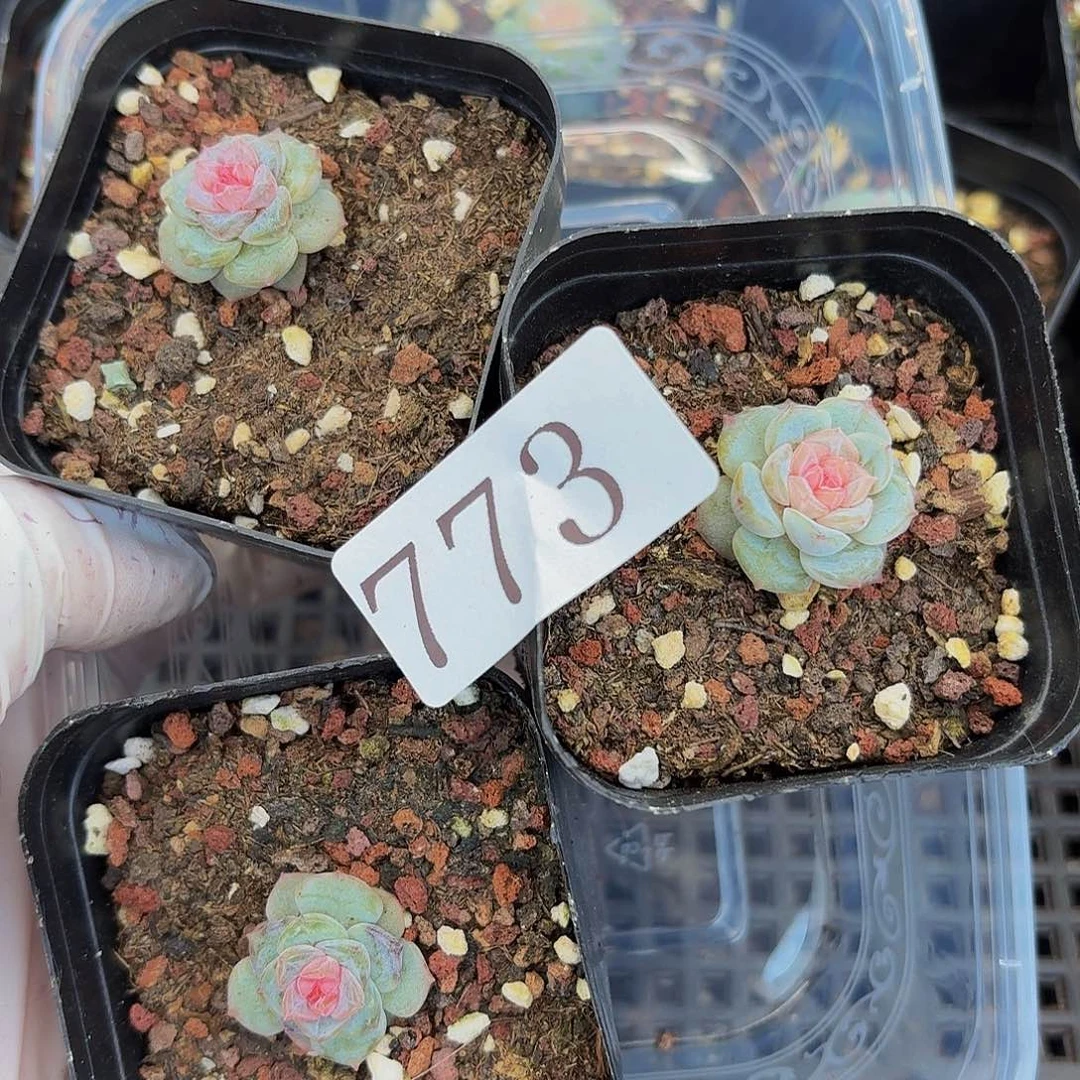 多肉植物多肉植物773