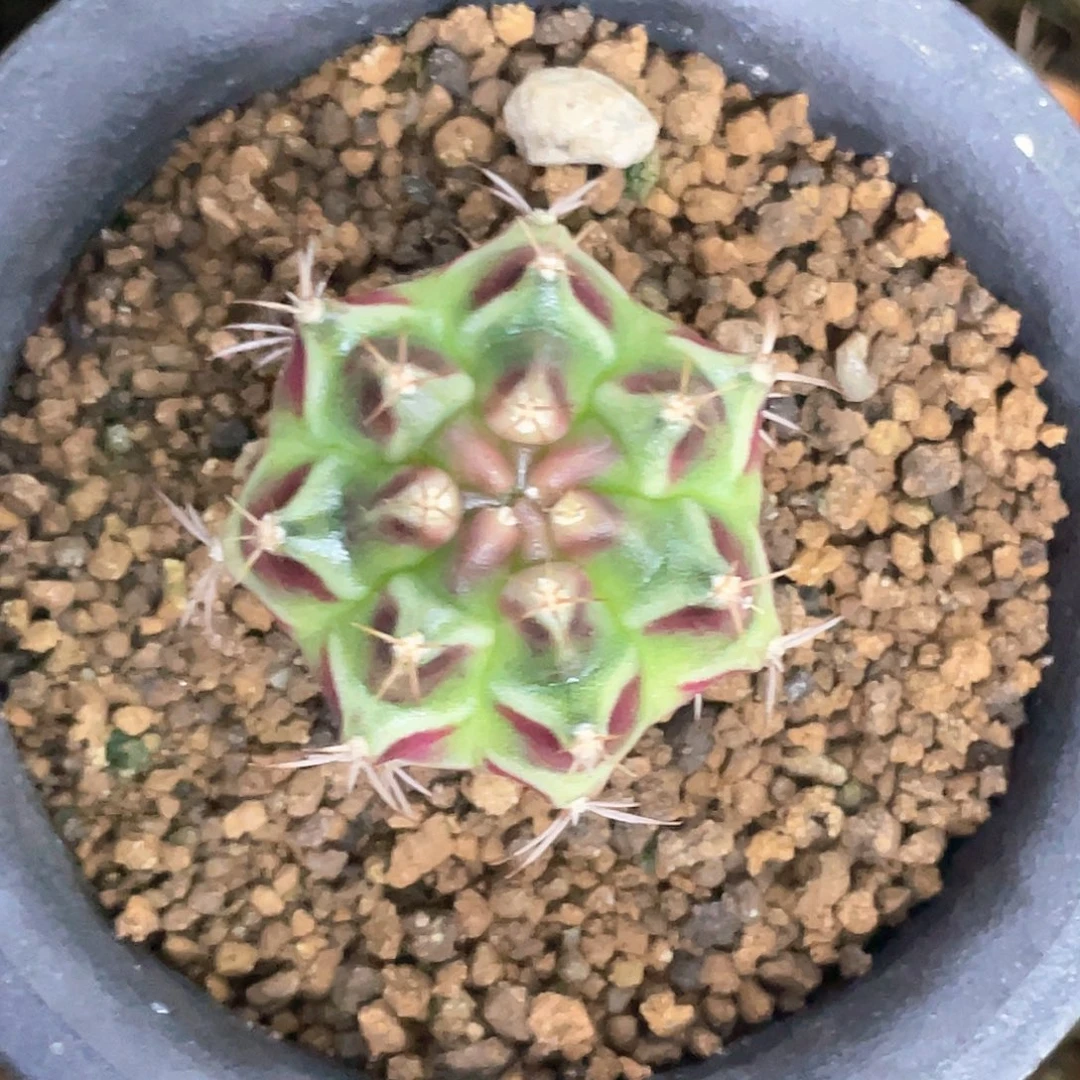 无花朵泰系名品侧，皮色球