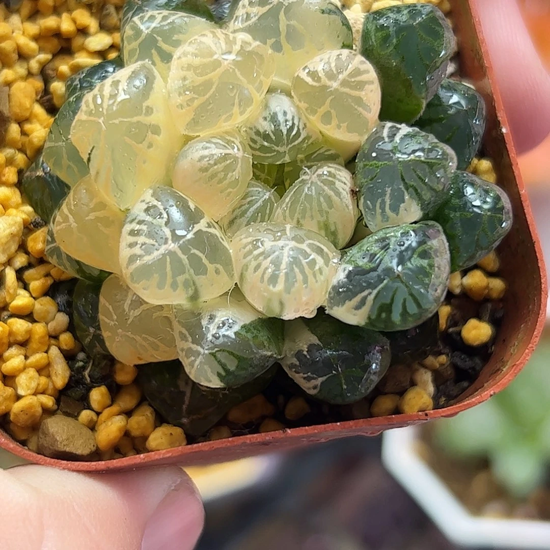 糊斑塑料皮十二卷十二