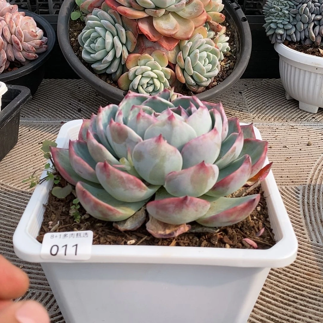 011惊鸿仙子大单头