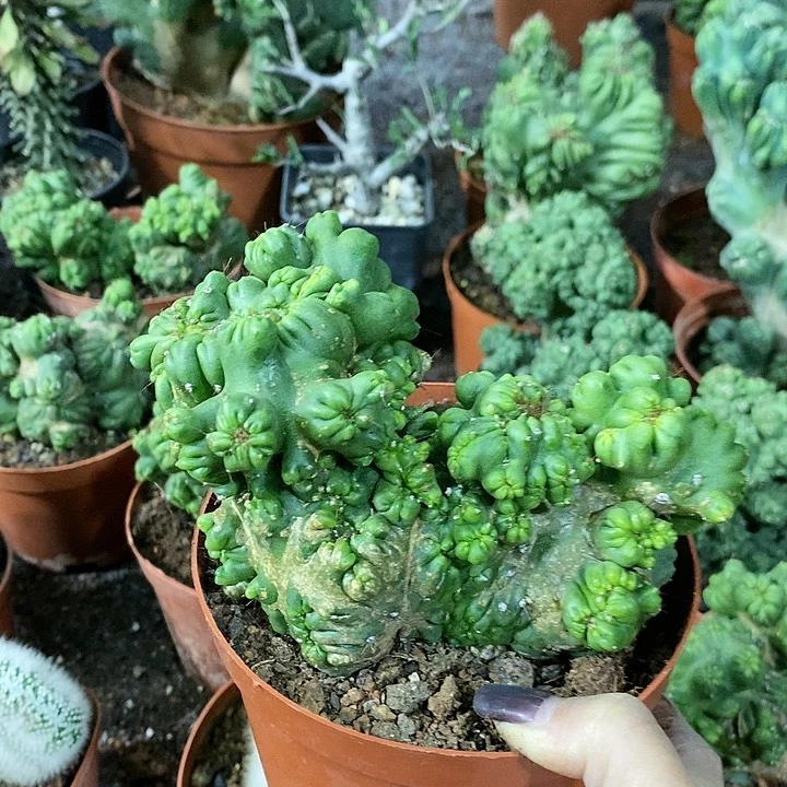 花花草草花花草草
