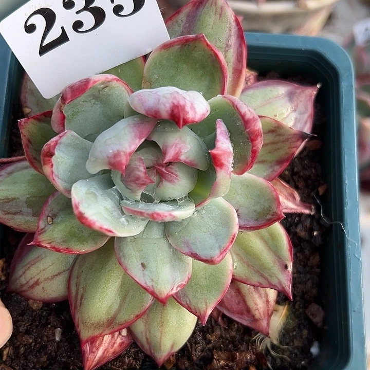 惊鸿惊鸿惊鸿235叶展11默认裸根发货