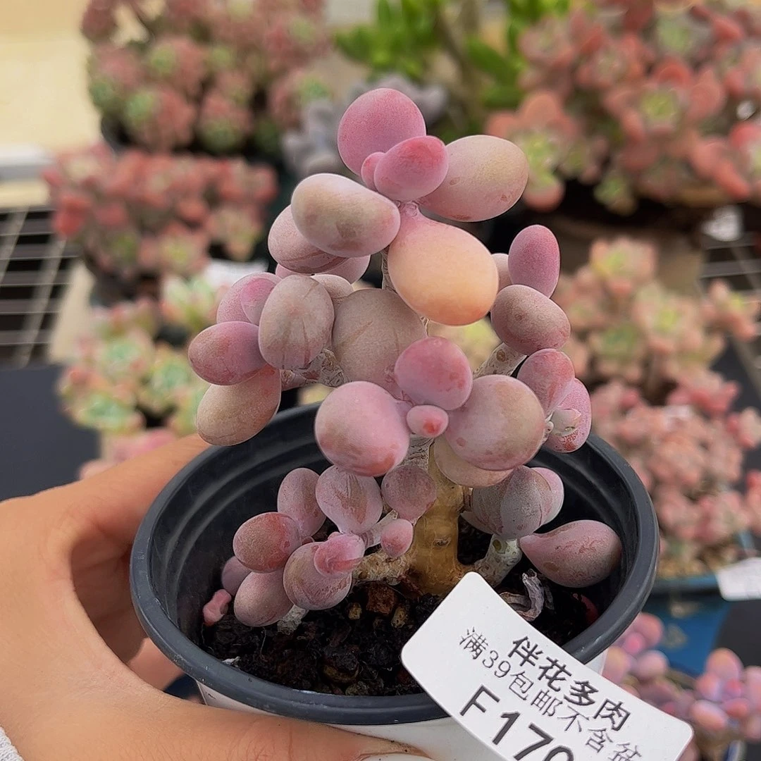 170-腰子桃蛋多肉6cm