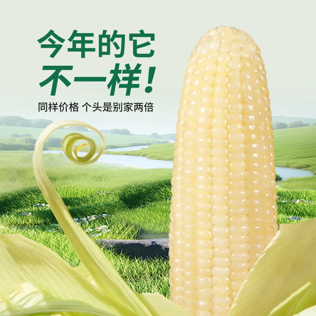 天勤粒粒净有机铝箔白甜糯玉米口感超好260*8 9 4.8-5.5斤