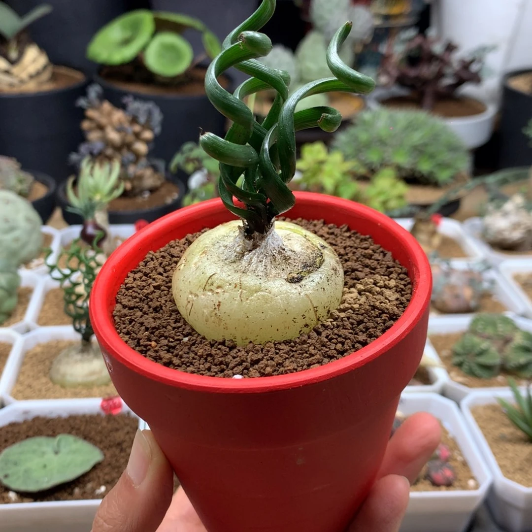 钢丝弹簧草带盆多肉