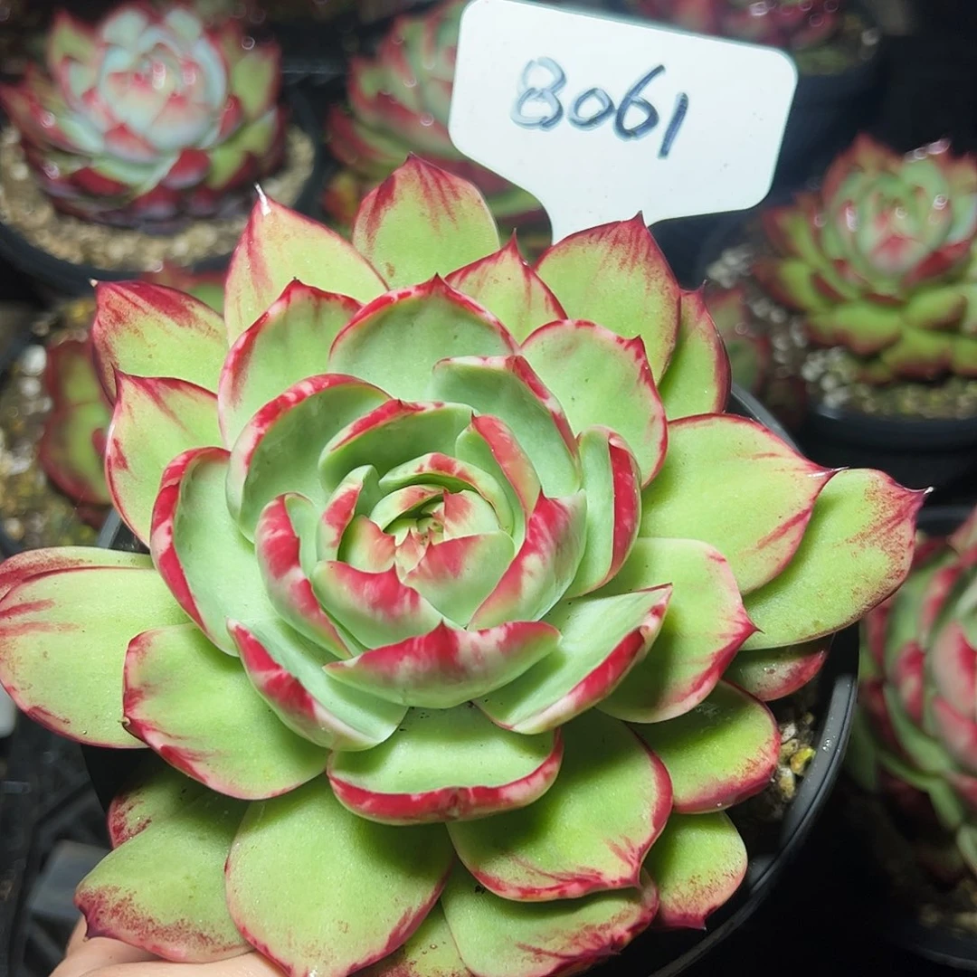 惊鸿仙子一物一拍8061号