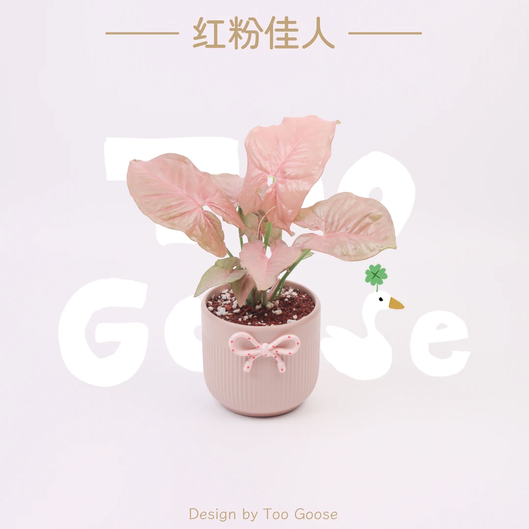 【呆鹅家-红粉佳人】合果芋盆栽彩色花卉办公室桌面室内绿植植物花