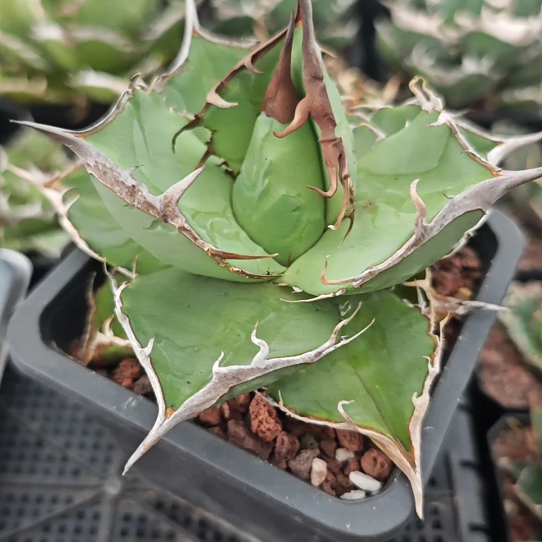 山龟仁王冠龙舌兰