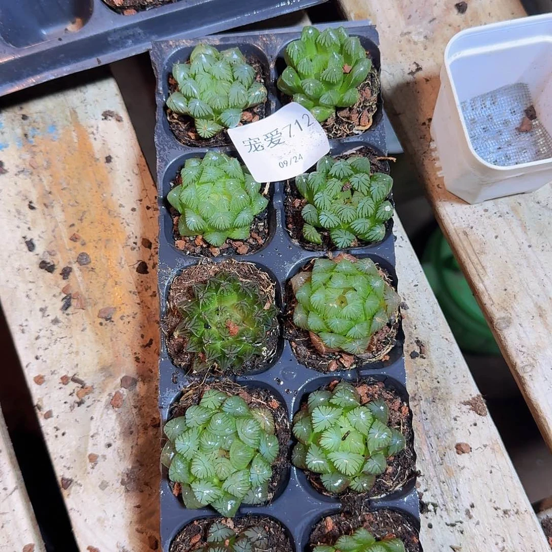 直播福利一物一拍712
