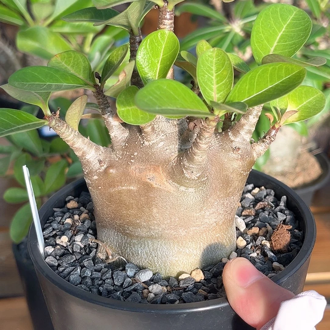 潮流植物黑紫皮哥斯拉沙玫，5