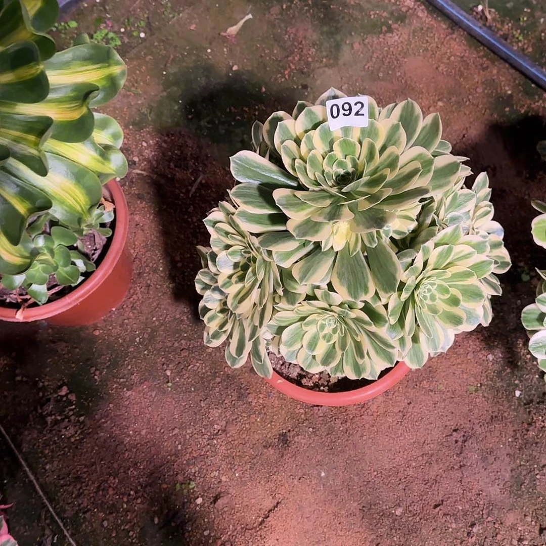 无*多肉植物芳华092