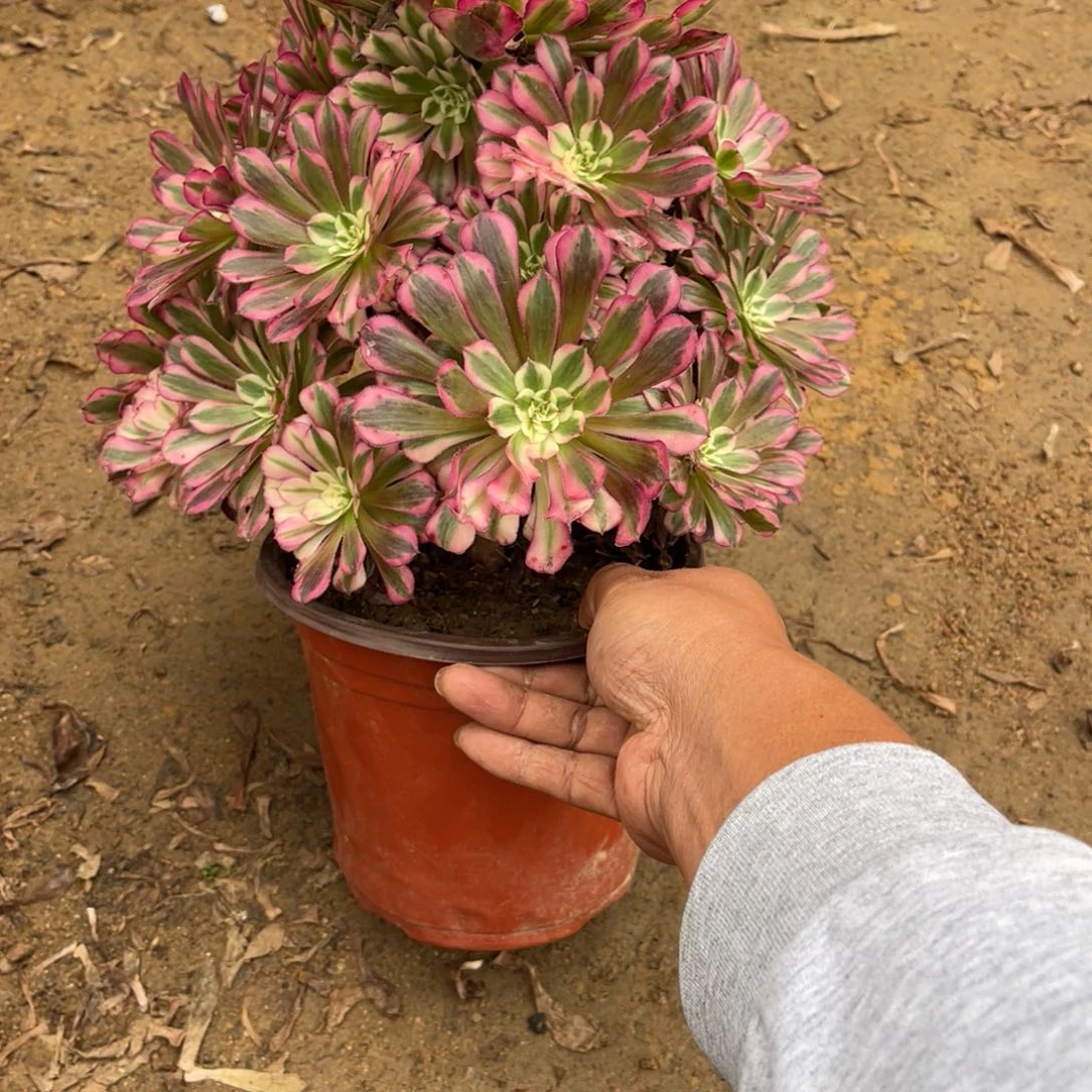 11-8-1红铜葫锦法师锦