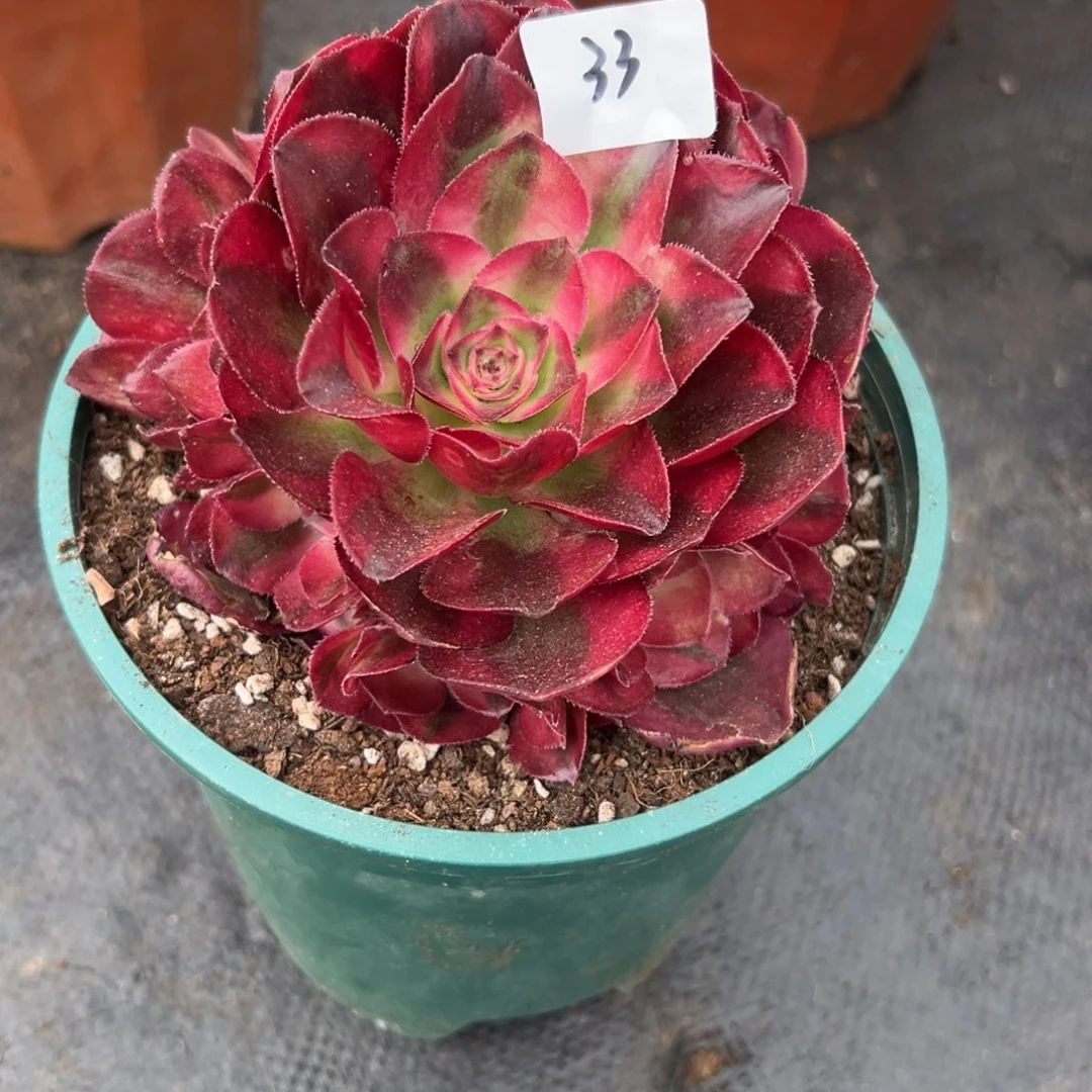 33鸿运无根多肉植物系
