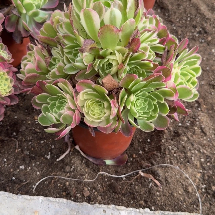 微***笑065水中月 多肉植物