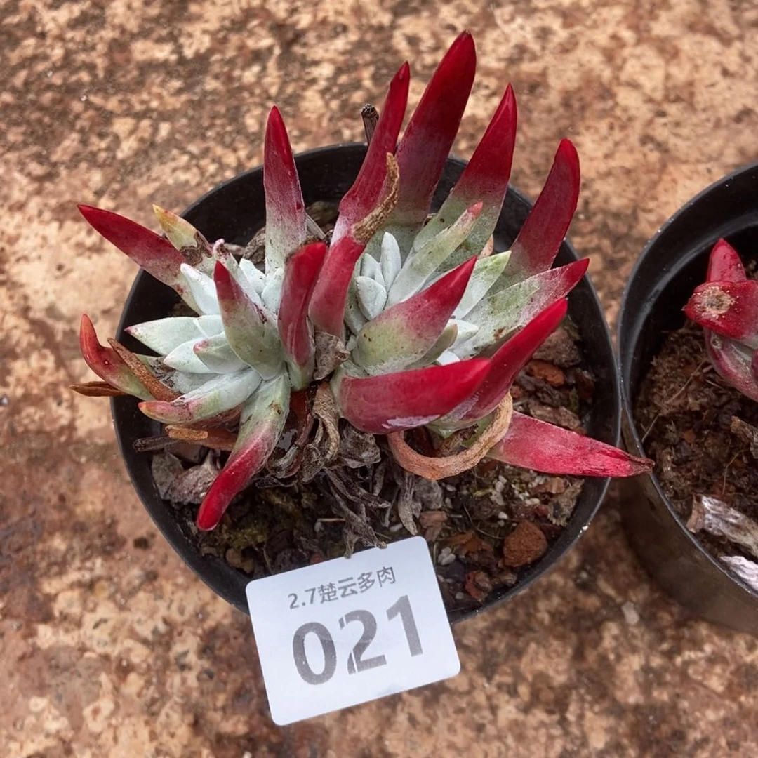 021多肉植物啦啦啦