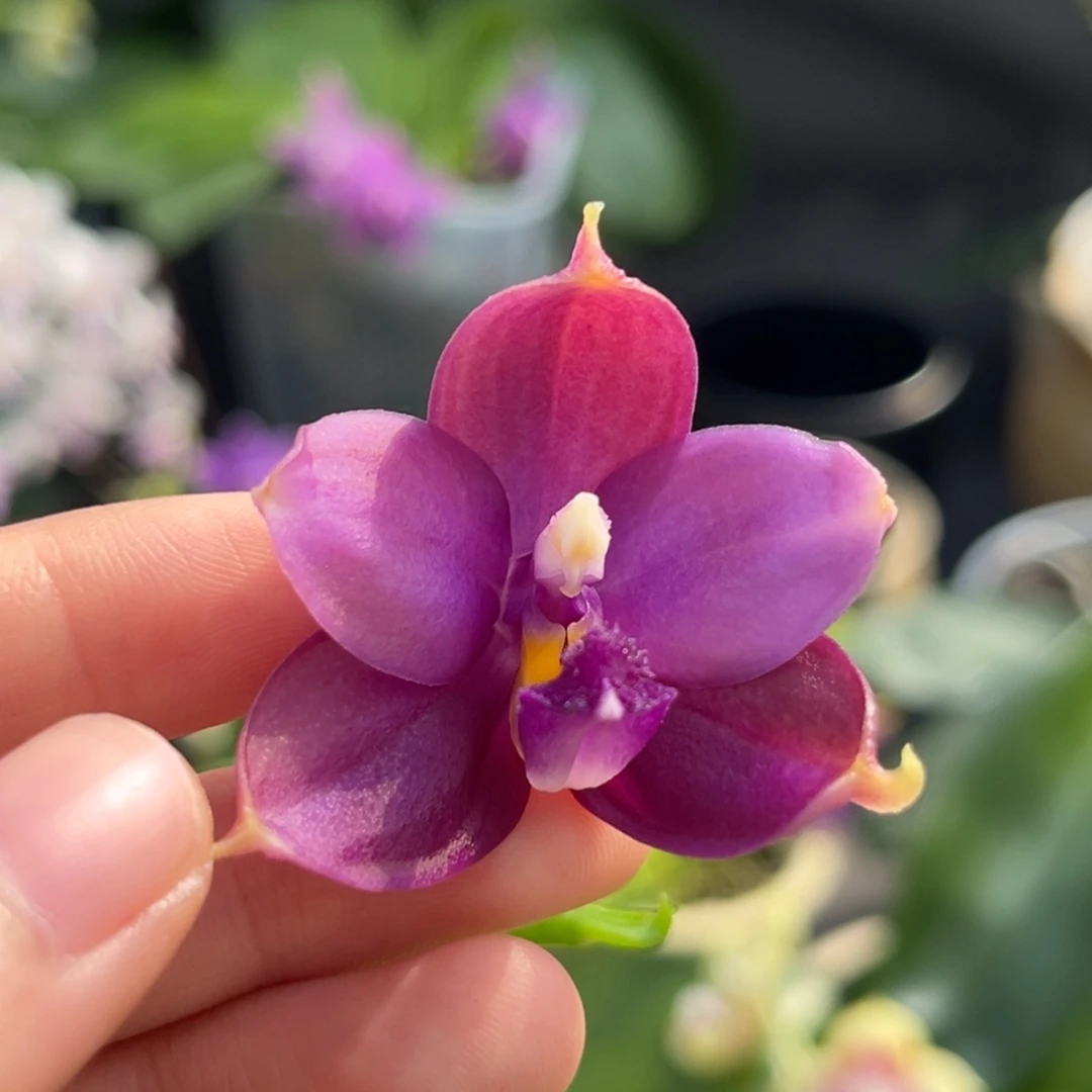 完全开放2.5寸鱼鱼交蓝鸟开花株