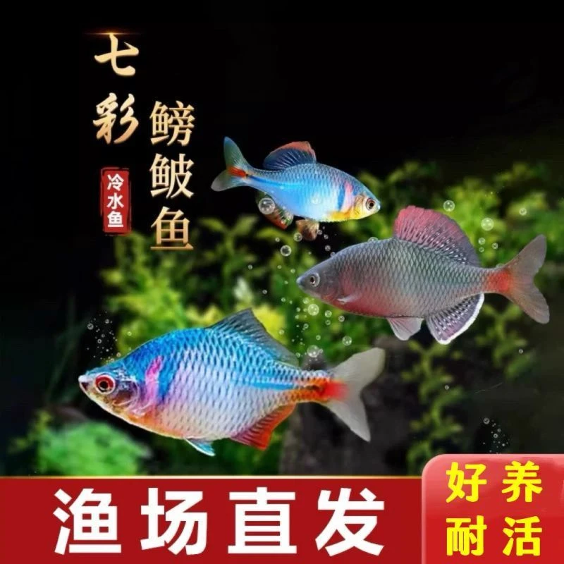 七彩高体鳑鲏小型鱼冷水观赏鱼好养耐活原生淡水鱼旁皮鱼除藻小型