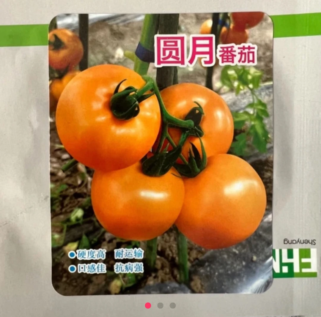 园月番茄柿子种子 200粒内 半斤沉左右