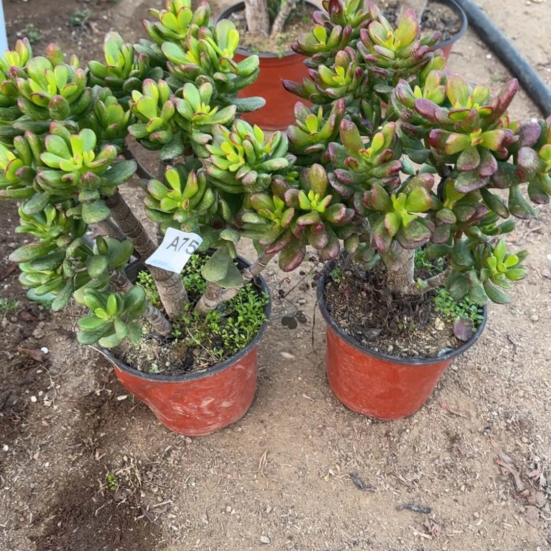 用***0吸米树2棵断枝不包758