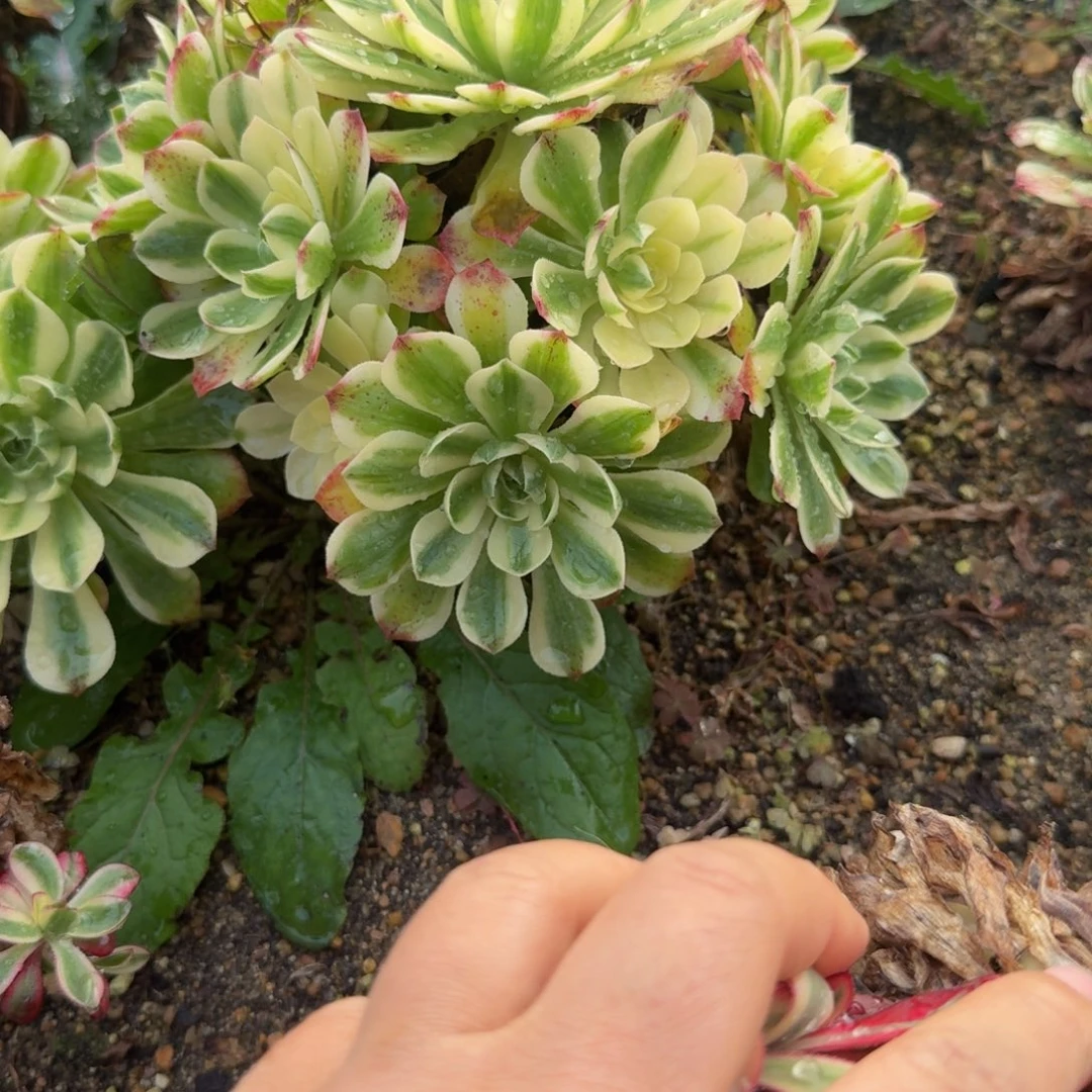 686伊丽莎白。多肉植物