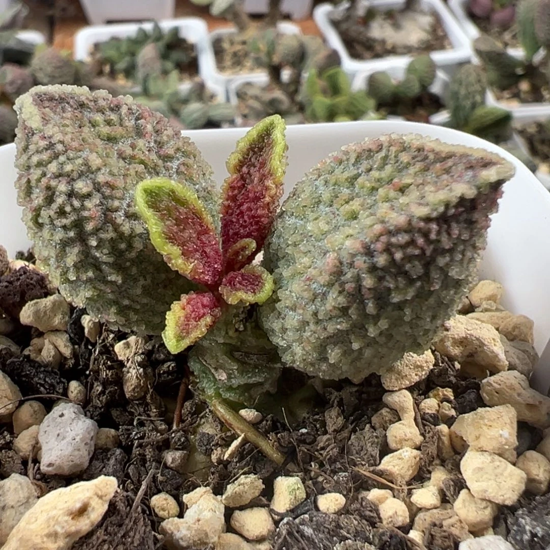 实生新品多肉植物水泡多肉植物