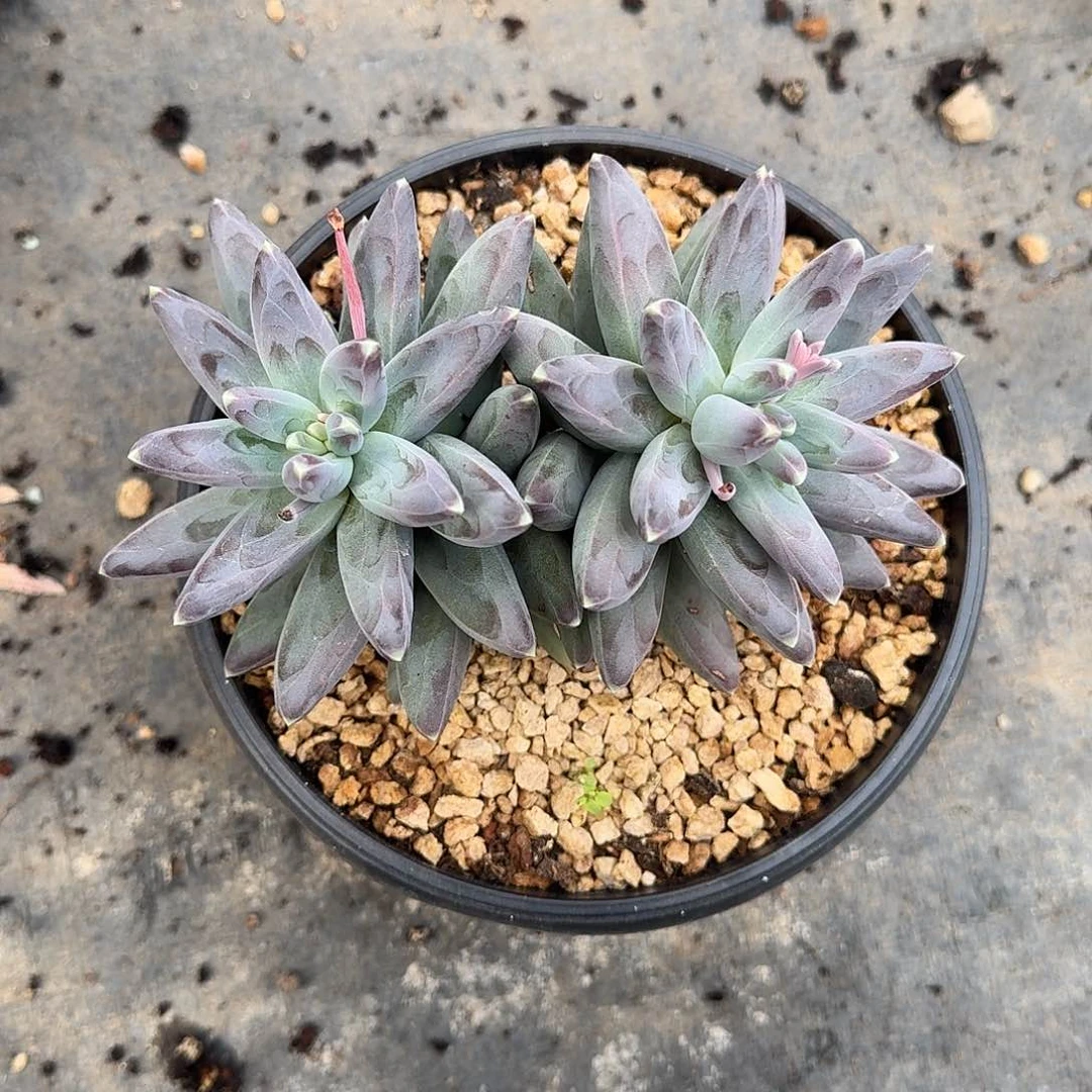 凤羽多肉模特 00000000000