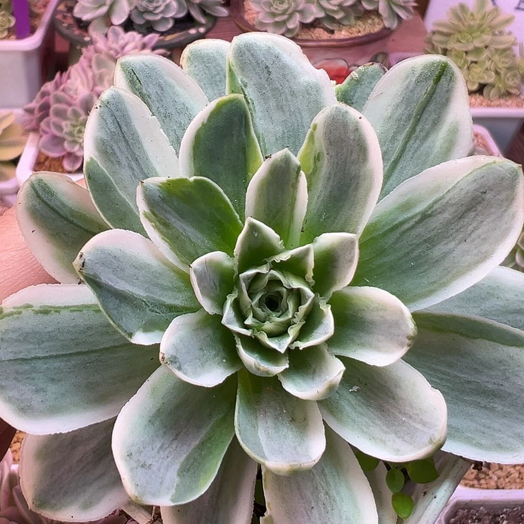 山地玫瑰锦秋夕1524号