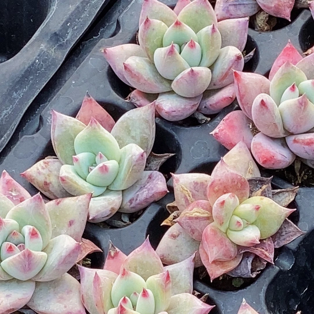 精品小颗多肉十颗随便挑不包偏远