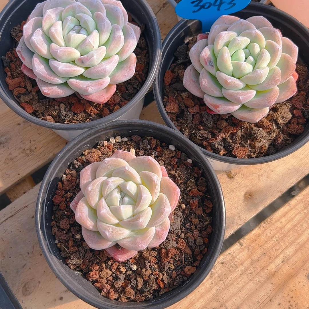 宇*?三颗冰玉7公分左右3043号