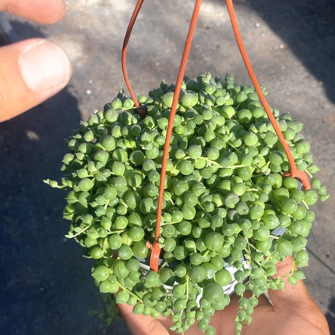 忘***你优惠优惠佛珠多肉带盆