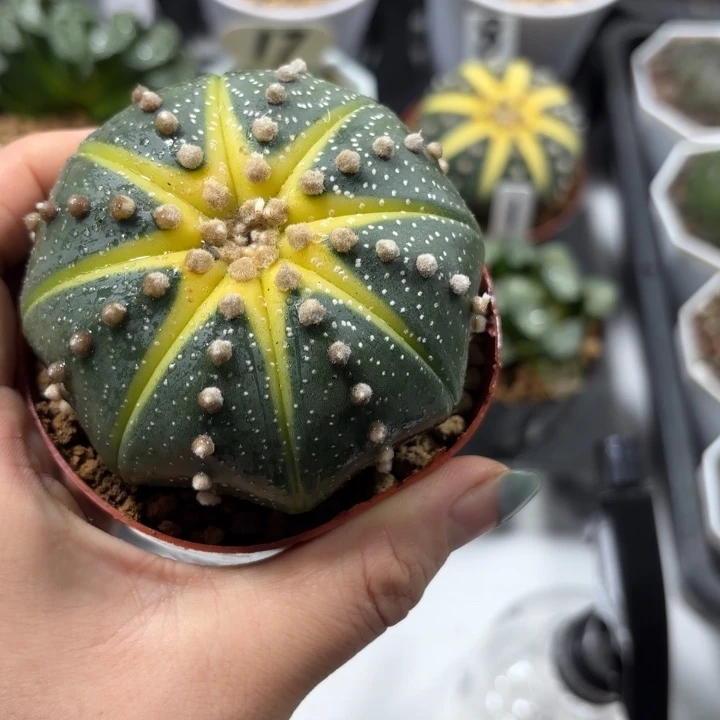 母本大星兜多肉植物