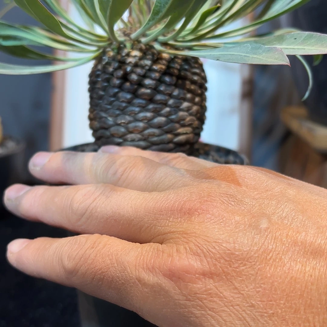 小*珠铁甲丸7788888888