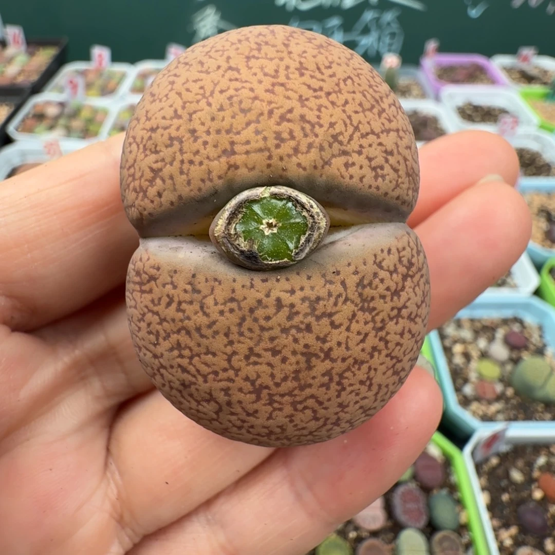 特价巨无霸蛋糕母本 4.3cm 脱土