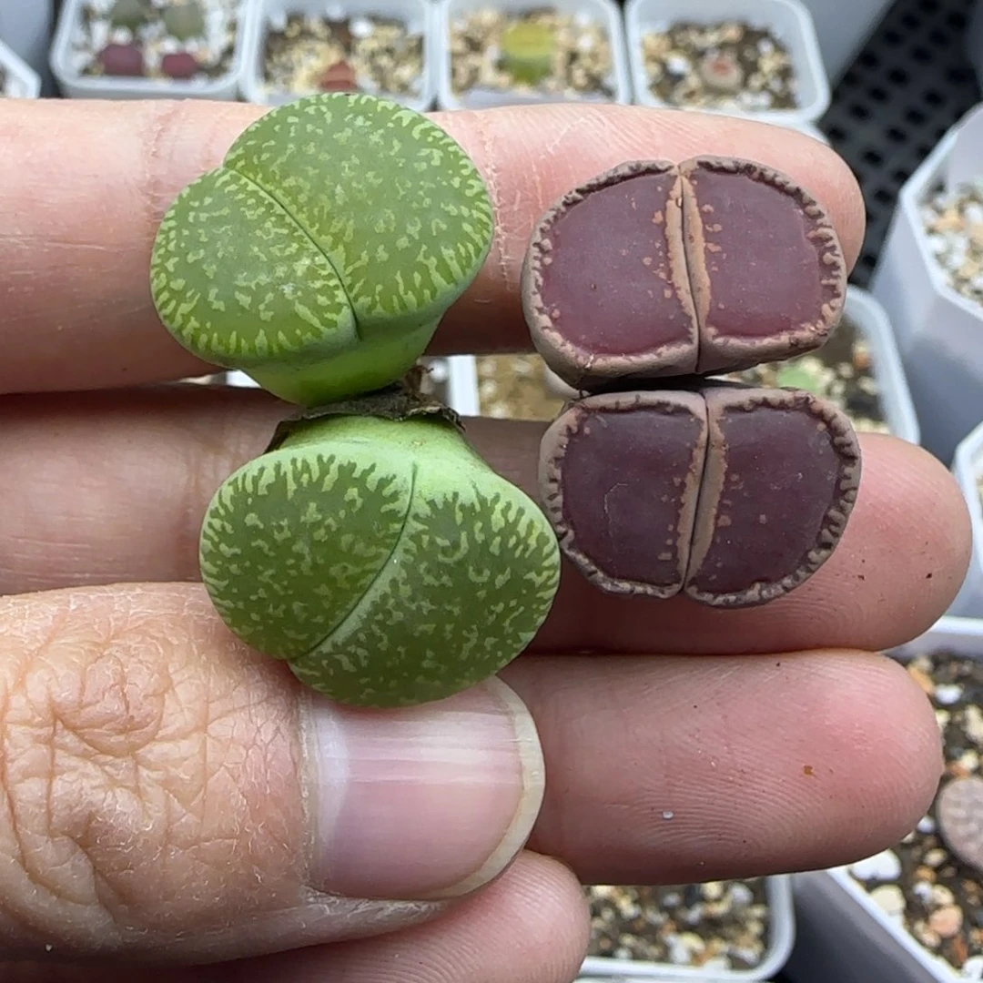 470 清框福利30包邮