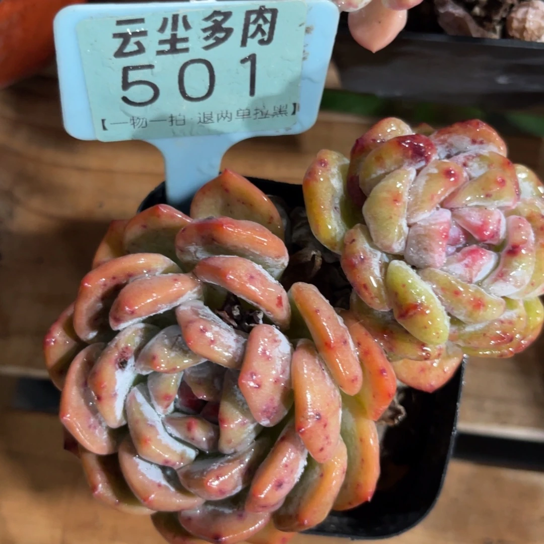 7***肉云尘多肉一物一拍501