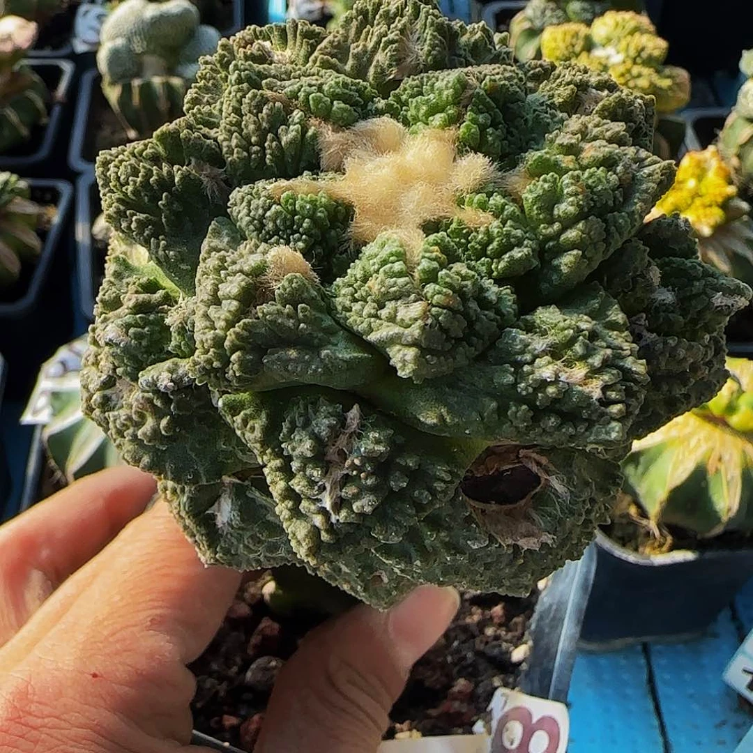 龟甲861仙人球开花