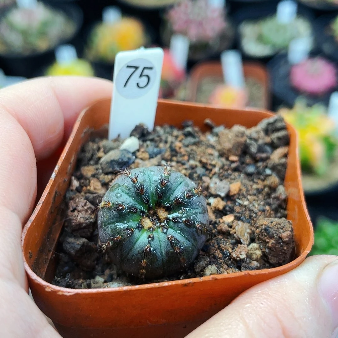 非偏远地区满25包邮仙人球裸根