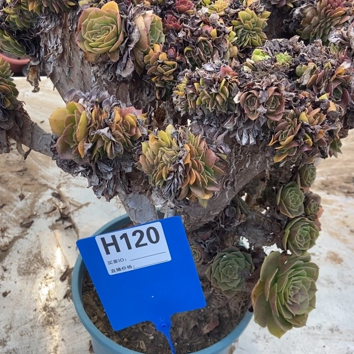 用***1H120万圣节万圣节