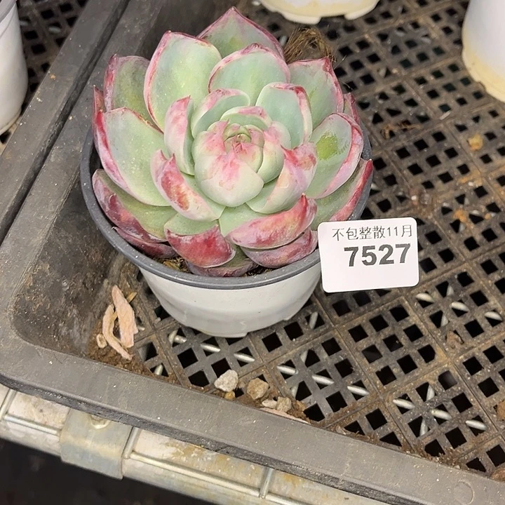 阿雅园艺。      7526惊鸿仙子