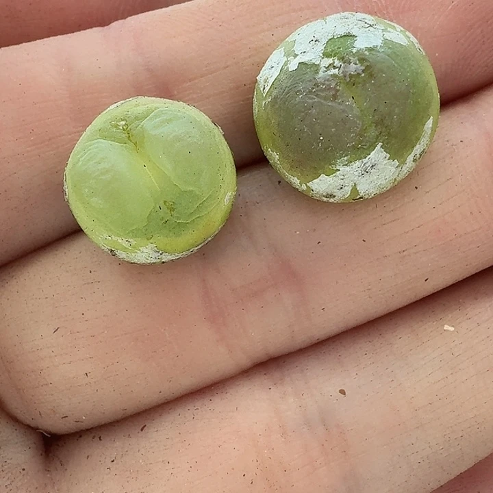 老马生石花拉登1625