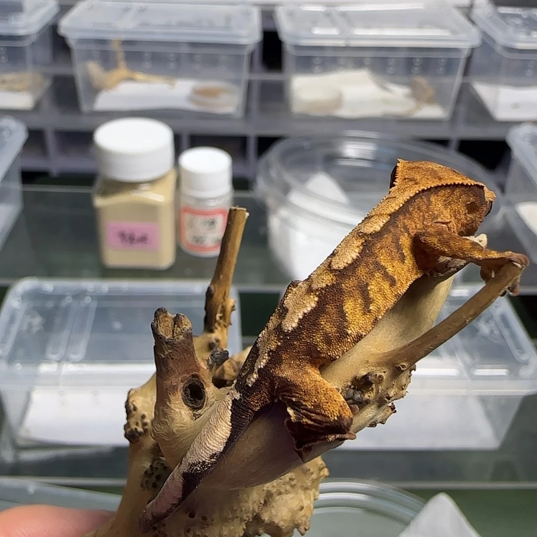 睫角守宫睫角守宫幼