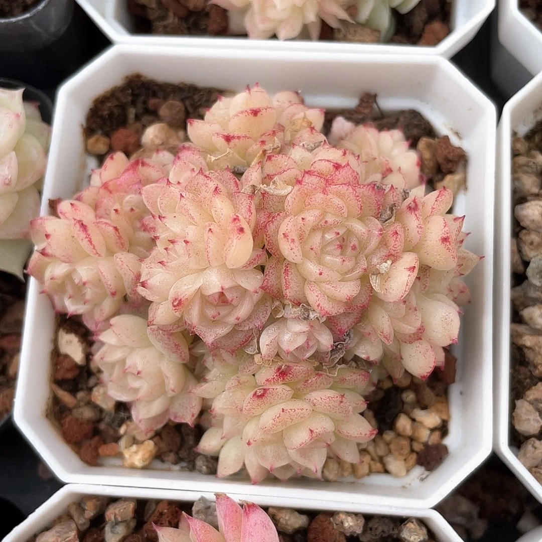 优选麦秆福利088